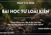 BÀI HỌC TỪ LOÀI KIẾN-3/2/26